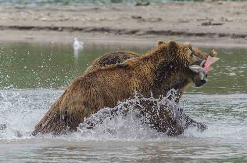 Oso Pardo - Kamchatka - Rusia 14.jpg